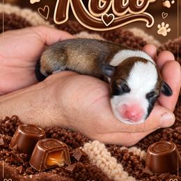 Rolo - Sable male Pembroke Welsh Corgi puppy in Oak Harbor, Washington from Blackberry Hill Corgis