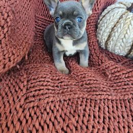 French Bulldog Puppies from HP Doodles