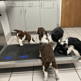 English Springer Spaniel Puppies from Ivy Hill English Springer Spaniels