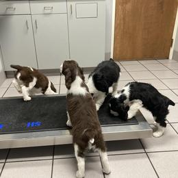 English Springer Spaniel Puppies from Ivy Hill English Springer Spaniels
