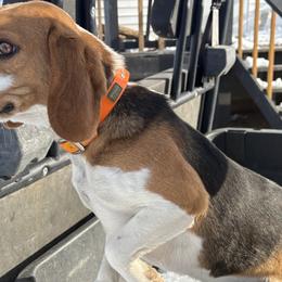 Beagles from HE Beagles
