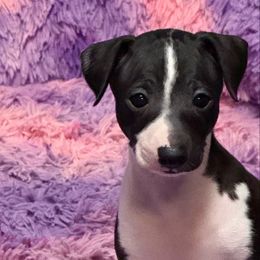 Black Male - Black male Italian Greyhound puppy in Bedford, Texas from Nariba Kennels