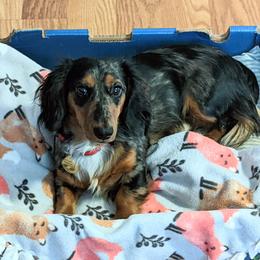 Bean - Dachshund