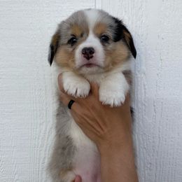 Girl 2 - Blue merle and white American Corgi puppy in Las Cruces, New Mexico from Fay River Farm Corgis