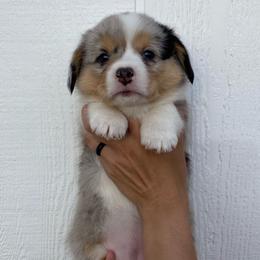 Girl 2 - Blue merle and white American Corgi puppy in Las Cruces, New Mexico from Fay River Farm Corgis