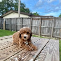 Maple - Red  male Goldendoodle puppy in Palmetto Bay, Florida from SOMIDOODLES