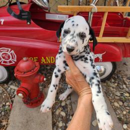 Dalmatian Puppies from Hot Diggety Dogs LLC