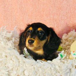 Ava - Black and tan female Dachshund puppy in Mc Donough, Georgia from Hot Diggity Doxies