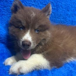 AKC Walnut - Red and white male Siberian Husky puppy in Centreville, Maryland from Huskies By the Bay