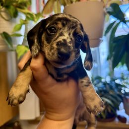 Lucy - Dapple female Dachshund puppy in Centralia, Washington from FairyTail Dachshunds