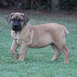 Rita - Brown female Boerboel puppy in Shawnee, Oklahoma from TXT Boerboels