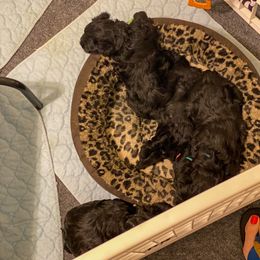 Miniature Schnauzer Puppies from Laurel Crown Schnauzers