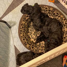 Miniature Schnauzer Puppies from Laurel Crown Schnauzers