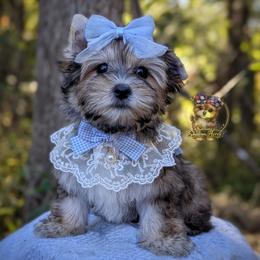 Thistle - Black and gold male Morkie puppy in Barren Springs, Virginia from Seeking Shalom Acres Maltese, Maltipoos & Havamalts