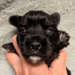 Essex - Parti male Yorkshire Terrier puppy in Gatesville, Texas from KontryKritterz Yorkies