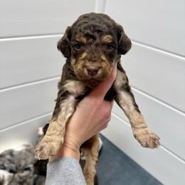 Amos - Red tri-color male Aussiedoodle puppy in Heber City, Utah from Junipersdoodles