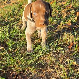 Boy 6 - Liver roan male German Shorthaired Pointer puppy in Henderson, Texas from C4 Gun Dogs