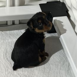 Girl 1 - Blue and tan female Australian Terrier puppy in Peoria, Illinois from Djinda Australian Terriers