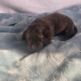 Cream brindle boy - Brindle male Dachshund puppy in Wolf Lake, Indiana from Canisteo Dachshunds