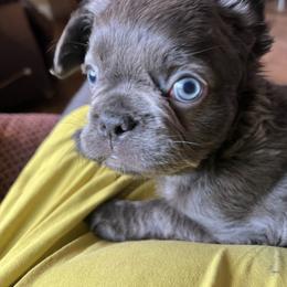 Emily - Black and white female French Bulldog puppy in Bend, Oregon from High Lakes Frenchies