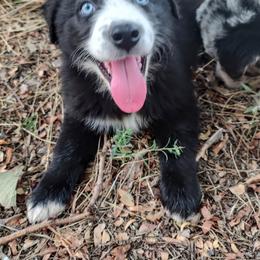 Australian Shepherd Puppies from Southern Boy Blues Aussies