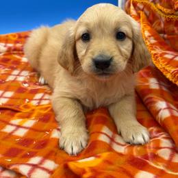 Girl 4 - Dark golden female Golden Retriever puppy in Spanaway, Washington from 11 Oaks Kennels