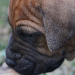 Boy 5 - male Rhodesian Ridgeback puppy in Broussard, Louisiana from Karamojo Ridgebacks,  Quality over Quantity
