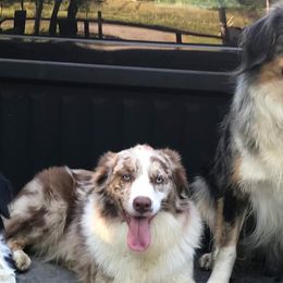 Australian Shepherds from Lick Creek Aussies