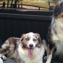 Australian Shepherds from Lick Creek Aussies