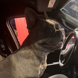 Rylee - French Bulldog