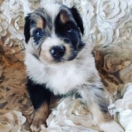 Australian Shepherd Puppies from Diamond Aussies N the Rough