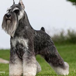 Miniature Schnauzers from Bachi's Miniature Schnauzers
