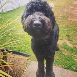 Goldendoodle and Poodle All Grown Up from Colorful Creations Doodles and Poodles