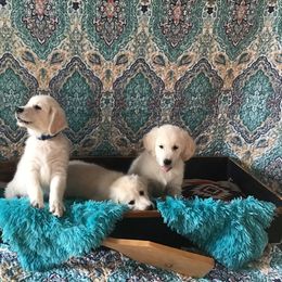 Golden Retriever Puppies from Snow Walker Goldens