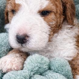 Daffodil - Red female Bernedoodle puppy in Mint Hill, North Carolina from Ball-Y-Hoo Bernedoodles