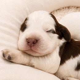Anastasia - Liver white and roan female English Springer Spaniel puppy in Fort White, Florida from Thunderbird Springers
