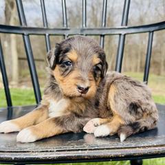 Cookie Dough - Phantom female Pyredoodle puppy in Bowling Green, Ohio from FDF Pyredoodles & Bernedoodles