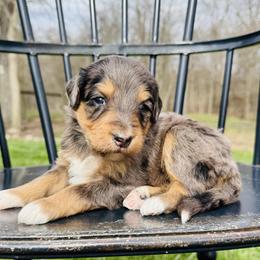 Cookie Dough - Phantom female Pyredoodle puppy in Bowling Green, Ohio from FDF Pyredoodles & Bernedoodles