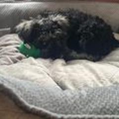 Miniature Schnauzer Puppies from Pups With Potential