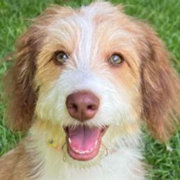 Aussiedoodles, Miniature American Shepherds, and Toy Australian Shepherds from Nelson's Aussies and Aussiedoodles