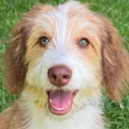 Aussiedoodles, Miniature American Shepherds, and Toy Australian Shepherds from Nelson's Aussies and Aussiedoodles