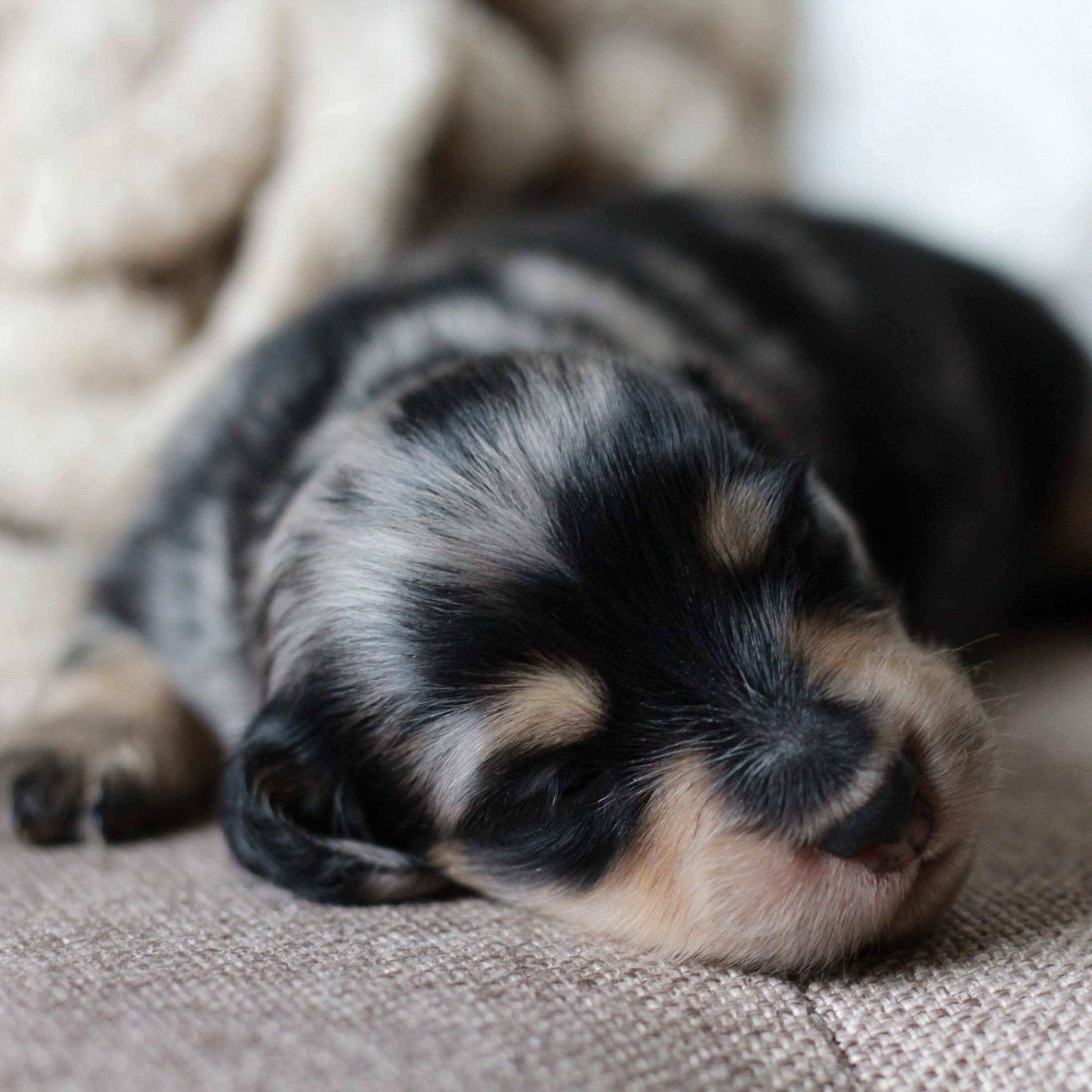 Pepper - Dapple Miniature Dachshund Puppy