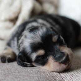 Pepper- AKC 5750 - Dapple female Dachshund puppy in Krum, Texas from Tired Chef Dachshunds