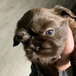 Shih Tzu Puppies from Mosley Kennel Shih Tzu