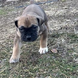 Female - Brown female Boerboel puppy in Flemingsburg, Kentucky from Aussgardian Boerboels