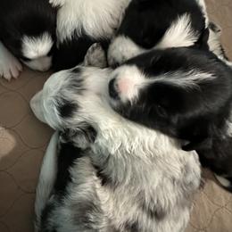 Border Collie Puppies from Roaring River Border Collies