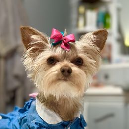 Willow - Yorkshire Terrier