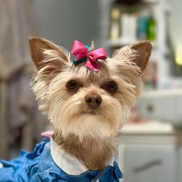 Willow - Yorkshire Terrier