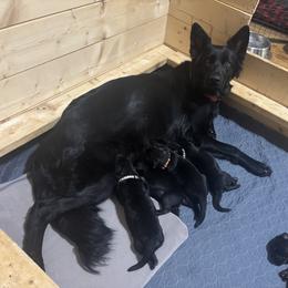 German Shepherd Puppies from Fancy GSDs