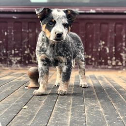 Australian Cattle Dog Puppies from S&B Cattle Co.